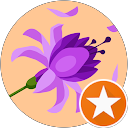 Dulce Bhatt profile picture